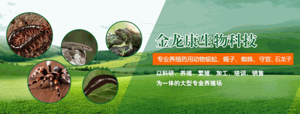 利民金头蜈蚣养殖